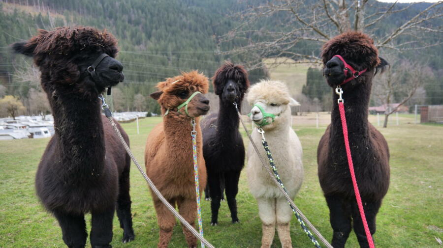 Unsere 5 Alpakas